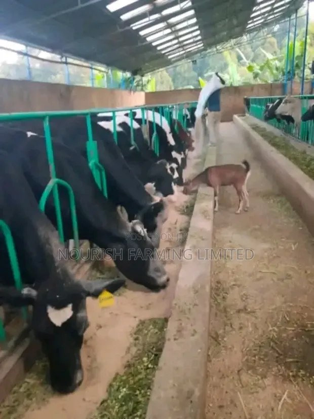 Ng'ombe Bora wa Maziwa wa Pedigree Wanauzwa - 1
