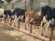 Ng'ombe Bora wa Maziwa wa Pedigree Wanauzwa - 3