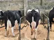 Ng'ombe Bora wa Maziwa wa Pedigree Wanauzwa - 4