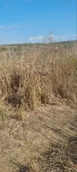 5 Acre Farm for Sale, Kiwangwa Bagamoyo - 4
