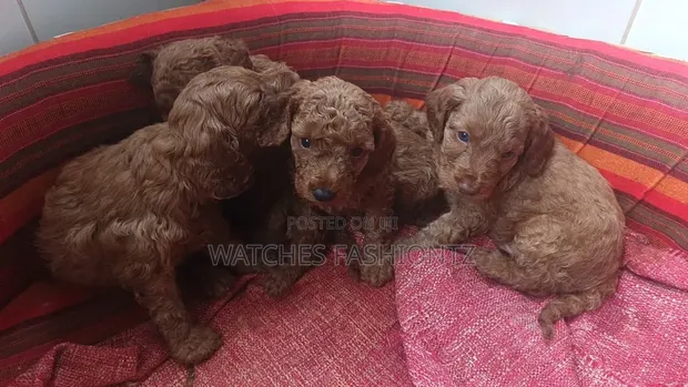 Mbwa Mwenye Rangi Safi wa Kike wa Poodle (Miezi 1-3) - 1