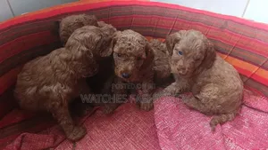Female Purebred Poodle Puppy (1-3 Months)