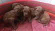Mbwa Mwenye Rangi Safi wa Kike wa Poodle (Miezi 1-3) - 1