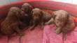 Mbwa Mwenye Rangi Safi wa Kike wa Poodle (Miezi 1-3) - 2