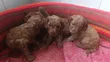 Mbwa Mwenye Rangi Safi wa Kike wa Poodle (Miezi 1-3) - 3