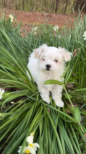 Purebred Maltese Puppy - 0-1 Month Old Male