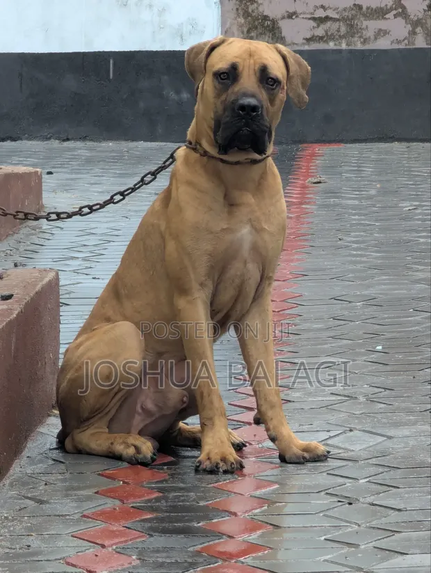 Purebred Boerboel Male, 6-12 Months - 1