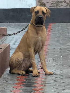 Purebred Boerboel Male, 6-12 Months