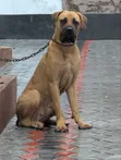 Purebred Boerboel Male, 6-12 Months - 1