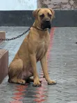 Purebred Boerboel Male, 6-12 Months - 2