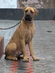 Purebred Boerboel Male, 6-12 Months - 3