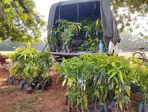 Fruit Tree Seedlings & Ornamental Flowers