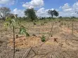Shamba la Hekari 7 kwa Uuzaji Kiwangwa Bago - 2