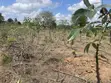 Shamba la Hekari 7 kwa Uuzaji Kiwangwa Bago - 3