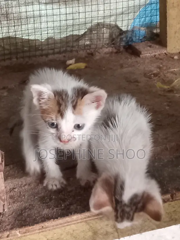 Male Purebred Cat, 0-1 Month - 1