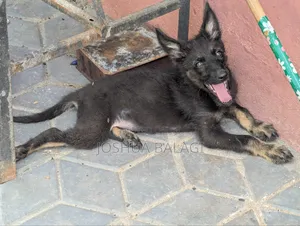 1-3 Month Male Purebred German Shepherd