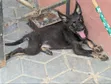 Kambale German Shepherd Jike Mwezi 1-3 - 1