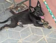 Kambale German Shepherd Jike Mwezi 1-3 - 2
