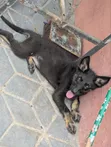 Kambale German Shepherd Jike Mwezi 1-3 - 3