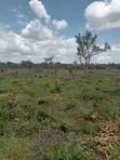 114 Acres Farmland for Sale, Ruvu - Mlandizi - 2