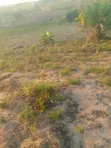 Kiwanja cha Makazi Mipeko, Mkulanga Kinauzwa - 1