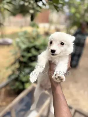 0-1 Month Female Purebred Japanese Spitz Puppy