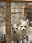 0-1 Month Female Purebred Japanese Spitz Puppy - 2