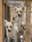 0-1 Month Female Purebred Japanese Spitz Puppy - 3