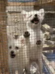 0-1 Month Female Purebred Japanese Spitz Puppy - 4