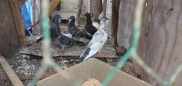 Pigeons for Sale - 1