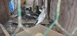 Pigeons for Sale - 1