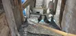Pigeons for Sale - 2