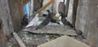 Pigeons for Sale - 4