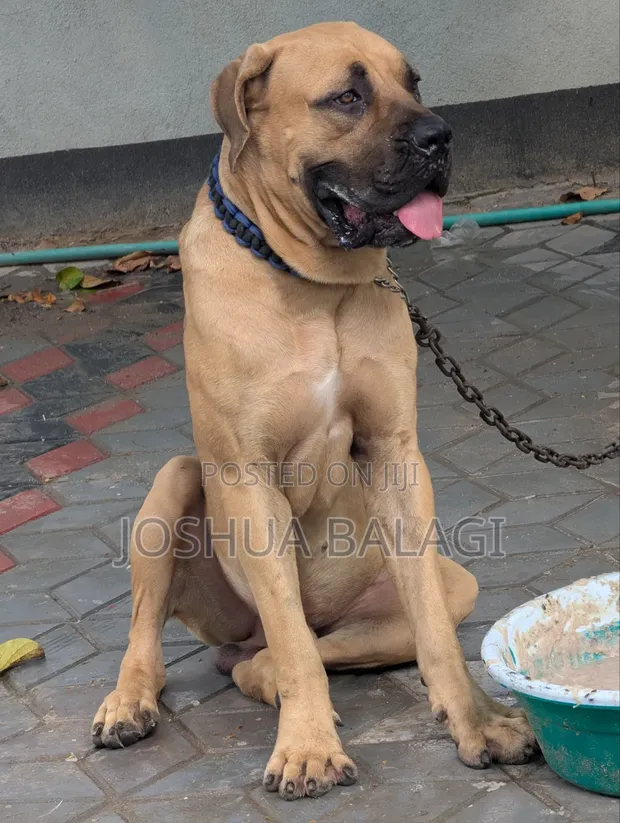 Purebred Boerboel Male, 1+ Year Old - 1