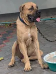 Purebred Boerboel Male, 1+ Year Old - 1