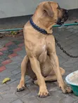 Purebred Boerboel Male, 1+ Year Old - 2