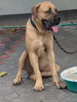 Purebred Boerboel Male, 1+ Year Old - 3