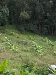 Farm Land for Sale, Rungwe Mbeya - 1