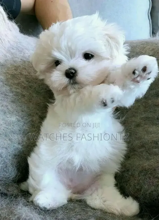Purebred Female Maltese Puppy (1-3 Months) - 1