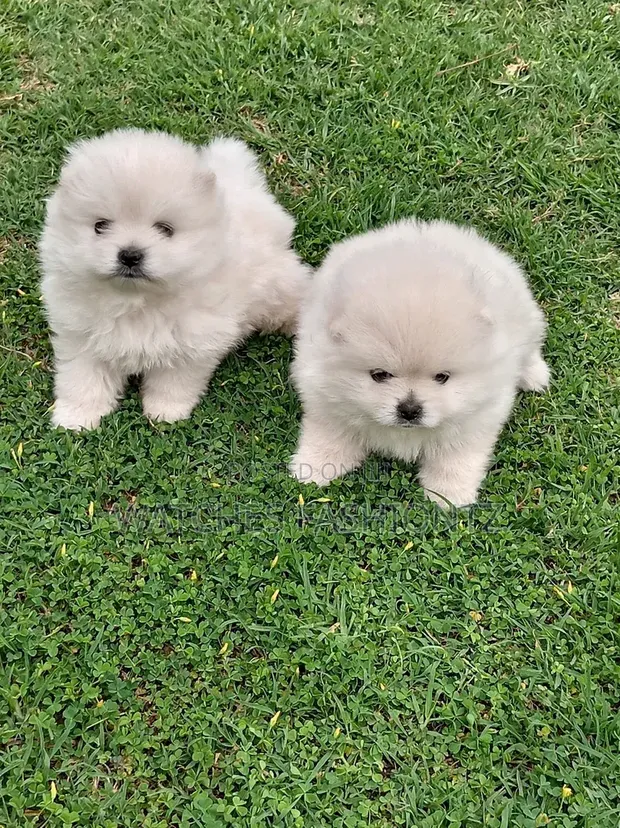 Purebred Pomeranian Puppy - 1-3 Months Old - 1