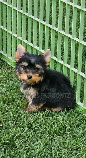 Female Purebred Yorkshire Terrier Puppy (1-3 Months)