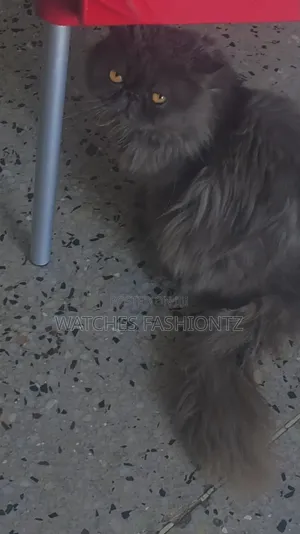 Purebred Persian Cat - 1+ Year Male