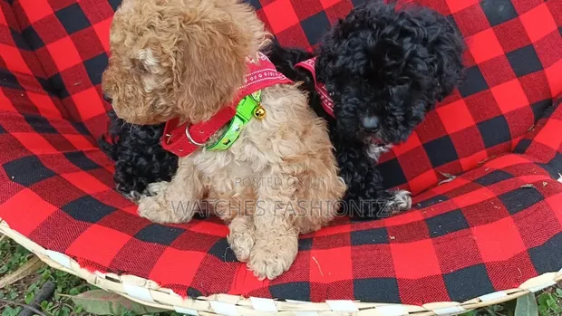 Mbwa Mwanawali Poodle Safi - Miezi 1-3 - 1
