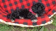 Mbwa Mwanawali Poodle Safi - Miezi 1-3 - 2