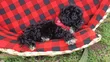 Mbwa Mwanawali Poodle Safi - Miezi 1-3 - 3