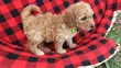 Mbwa Mwanawali Poodle Safi - Miezi 1-3 - 4