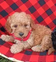 Mbwa Mwanawali Poodle Safi - Miezi 1-3 - 5