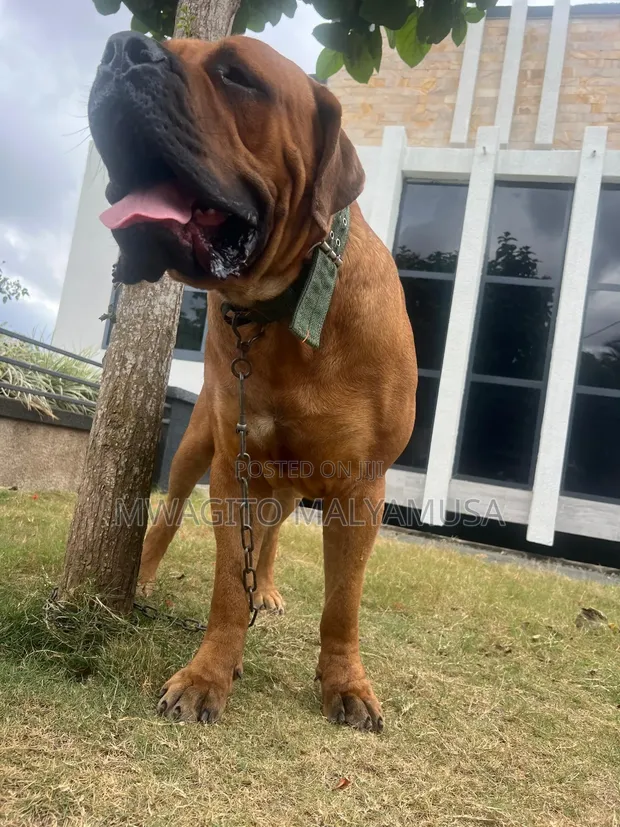Boerboel Mwanamume Safi - Miezi 14 - 1