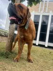Boerboel Mwanamume Safi - Miezi 14 - 1