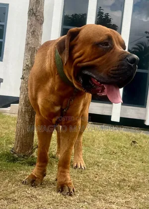 Purebred Boerboel Male - 14 Months